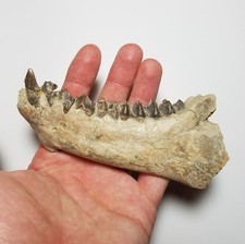 Large Fossil Oreodont Jaw Bone Brule White River Wyoming Nebraska Skull camel picture