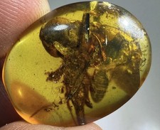 RARE Scorpion in Burmese Amber with 2 Roaches BURMITE INCLUSION SCORPIONES picture