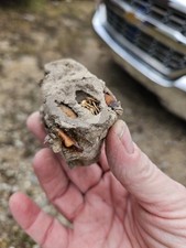 Real Mud Dauber Wasp Nest Specimen - Natural Science Curio Oddity - Spider Cells picture