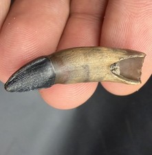 Rare Fossil Ice Age Mammal Incisor Tooth Santa Fe River Florida Pleistocene  picture