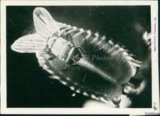 1939 Housefly Hovers Unwittingly Over Maw Of Venus Flytrap Animals Photo 5x7 picture